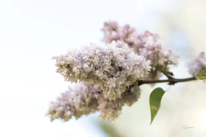 Pale Lilacs II by Sue Schlabach. SKU 72130i. Archival Giclee Fine art print for wall decor.