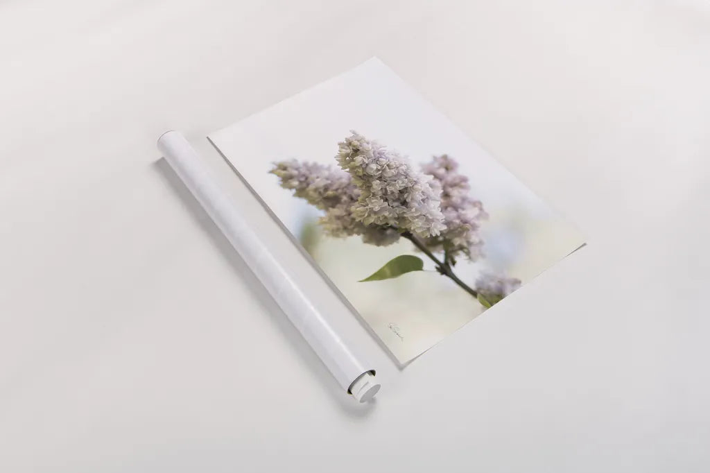 Pale Lilacs II by Sue Schlabach. shown as a rolled paper print. Available as archival giclee rolled canvas, fine art paper, or poster print. SKU 72130i.