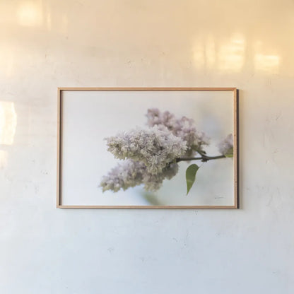 Pale Lilacs II by Sue Schlabach. shown as a paper print in a natural frame. Available as a archival giclee rolled canvas, fine art paper, or poster print. SKU 72130i.