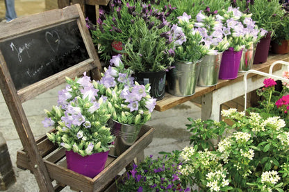 Paris Flower Market by Sue Schlabach. SKU 34133i. Archival Giclee Fine art print for wall decor.