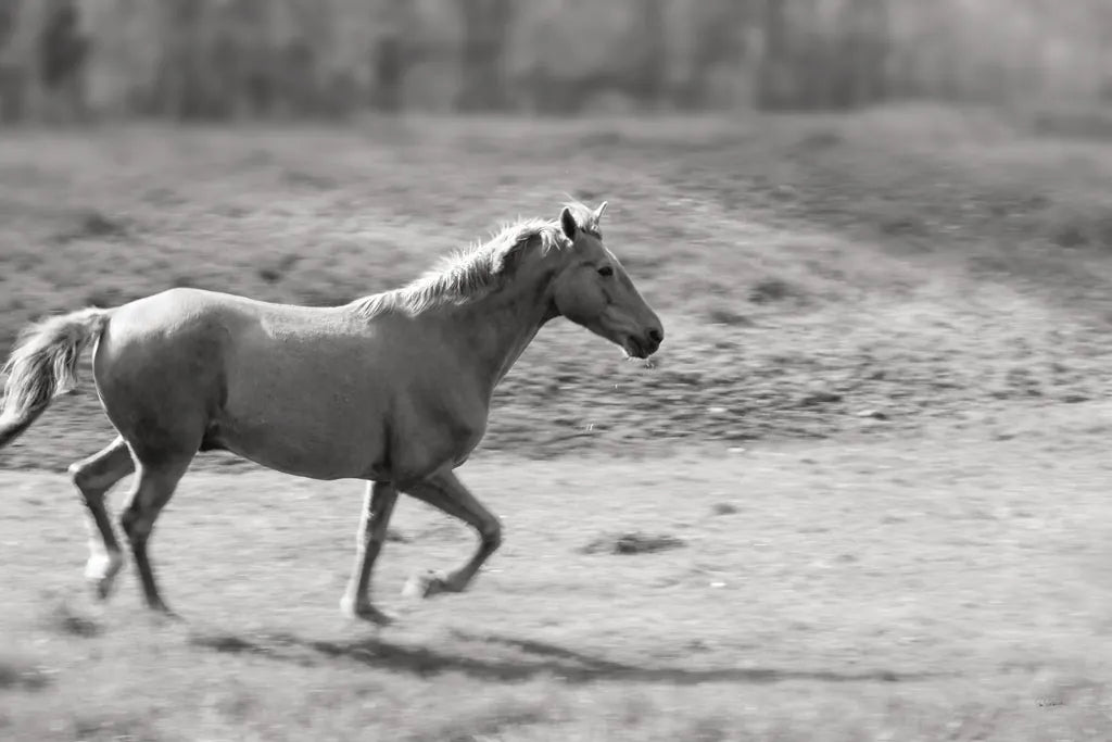 Pasture Run by Sue Schlabach. SKU 58274i. Archival Giclee Fine art print for wall decor.