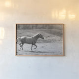 Pasture Run by Sue Schlabach. shown as a paper print in a natural frame. Available as a archival giclee rolled canvas, fine art paper, or poster print. SKU 58274i.