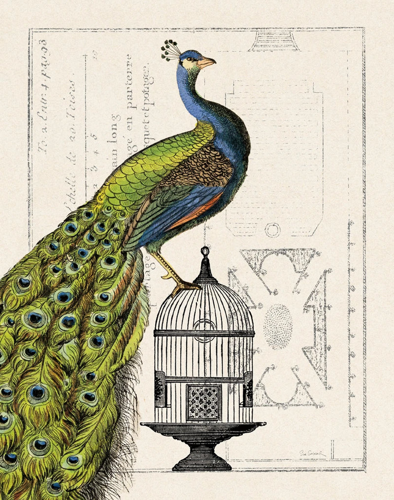 Peacock Birdcage I by Sue Schlabach
