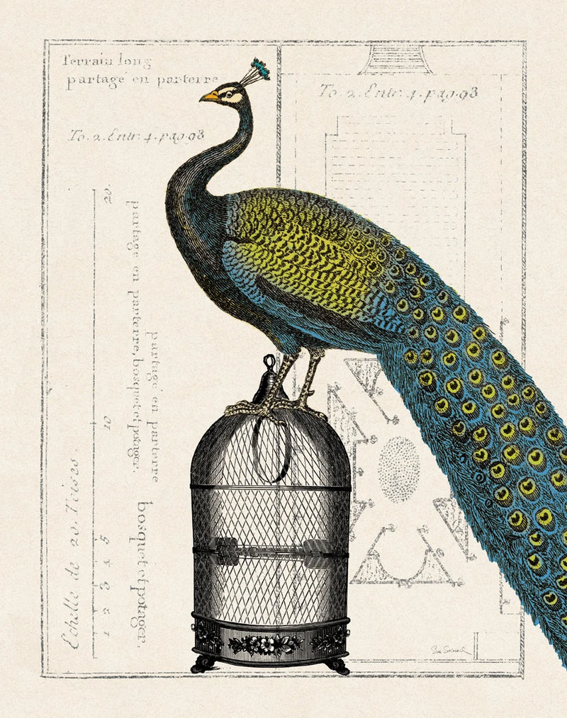 Peacock Birdcage II by Sue Schlabach