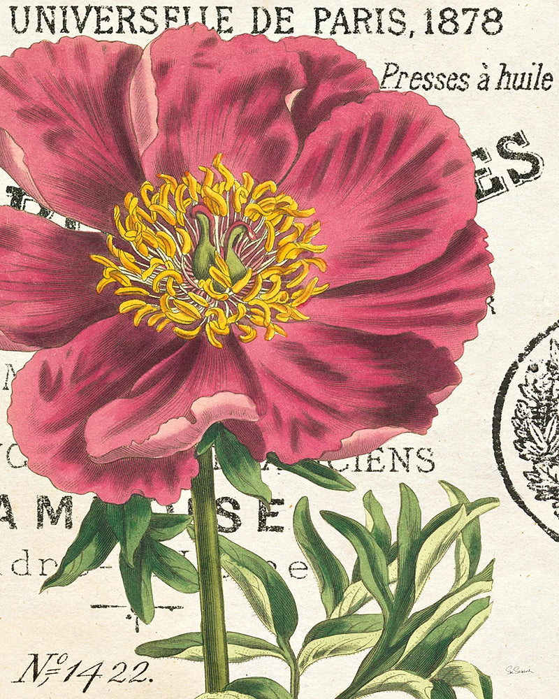 Peony Botany by Sue Schlabach