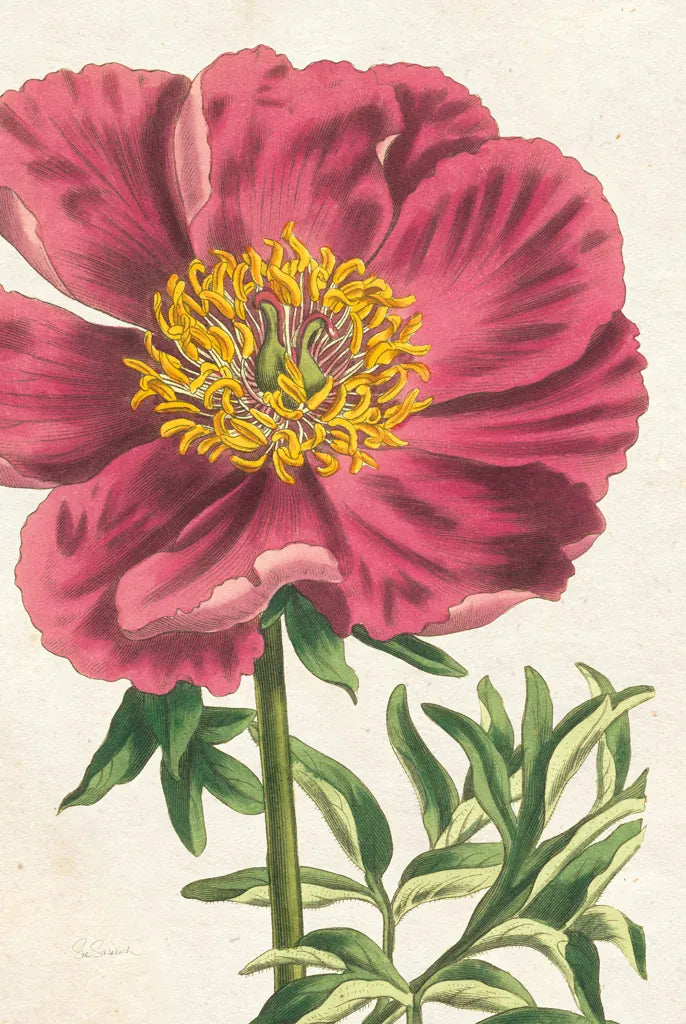 Peony Botany No Words by Sue Schlabach. SKU 44798h. Archival Giclee Fine art print for wall decor.