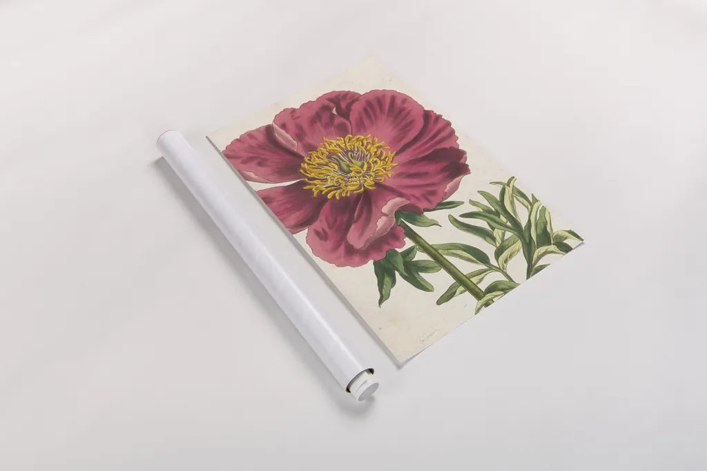 Peony Botany No Words by Sue Schlabach. shown as a rolled paper print. Available as archival giclee rolled canvas, fine art paper, or poster print. SKU 44798h.