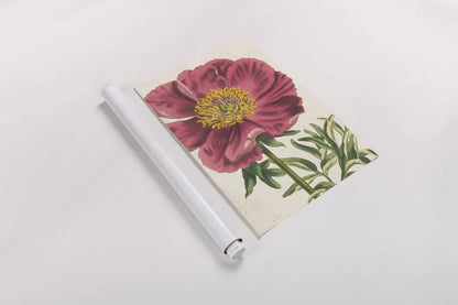 Peony Botany No Words by Sue Schlabach. shown as a rolled paper print. Available as archival giclee rolled canvas, fine art paper, or poster print. SKU 44798h.