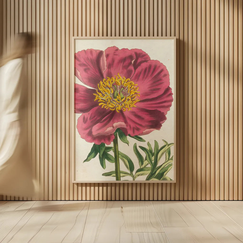 Peony Botany No Words by Sue Schlabach. shown as over sized large wall art. Available as an archival giclee rolled canvas, fine art paper, or poster print. SKU 44798h.