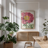 Peony Botany No Words by Sue Schlabach. shown as a print in a natural wood frame in a dining room. Available as a archival giclee rolled canvas, fine art paper, or poster print. SKU 44798h.