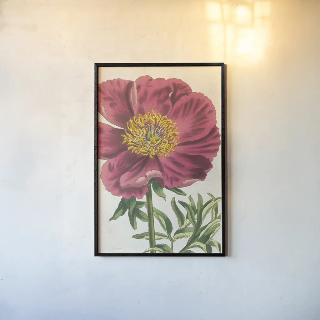 Peony Botany No Words by Sue Schlabach. shown as a paper print in a black flame. Available as a archival giclee rolled canvas, fine art paper, or poster print. SKU 44798h.