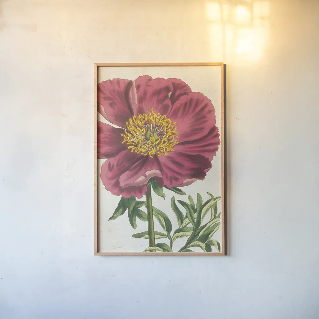 Peony Botany No Words by Sue Schlabach. shown as a paper print in a natural frame. Available as a archival giclee rolled canvas, fine art paper, or poster print. SKU 44798h.