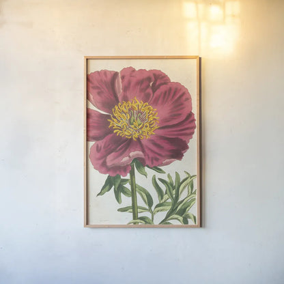 Peony Botany No Words by Sue Schlabach. shown as a paper print in a natural frame. Available as a archival giclee rolled canvas, fine art paper, or poster print. SKU 44798h.