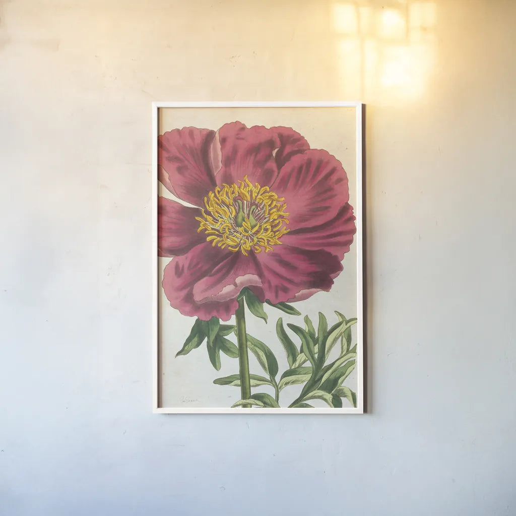 Peony Botany No Words by Sue Schlabach. shown as a paper print in a white frame. Available as a archival giclee rolled canvas, fine art paper, or poster print. SKU 44798h.