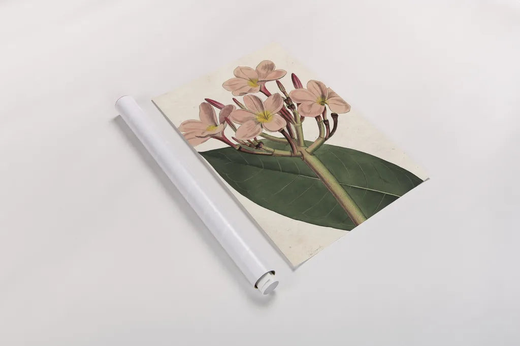 Pink Phlox Botany No Words by Sue Schlabach. shown as a rolled paper print. Available as archival giclee rolled canvas, fine art paper, or poster print. SKU 44797h.