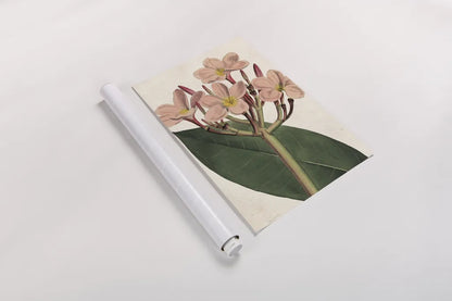 Pink Phlox Botany No Words by Sue Schlabach. shown as a rolled paper print. Available as archival giclee rolled canvas, fine art paper, or poster print. SKU 44797h.