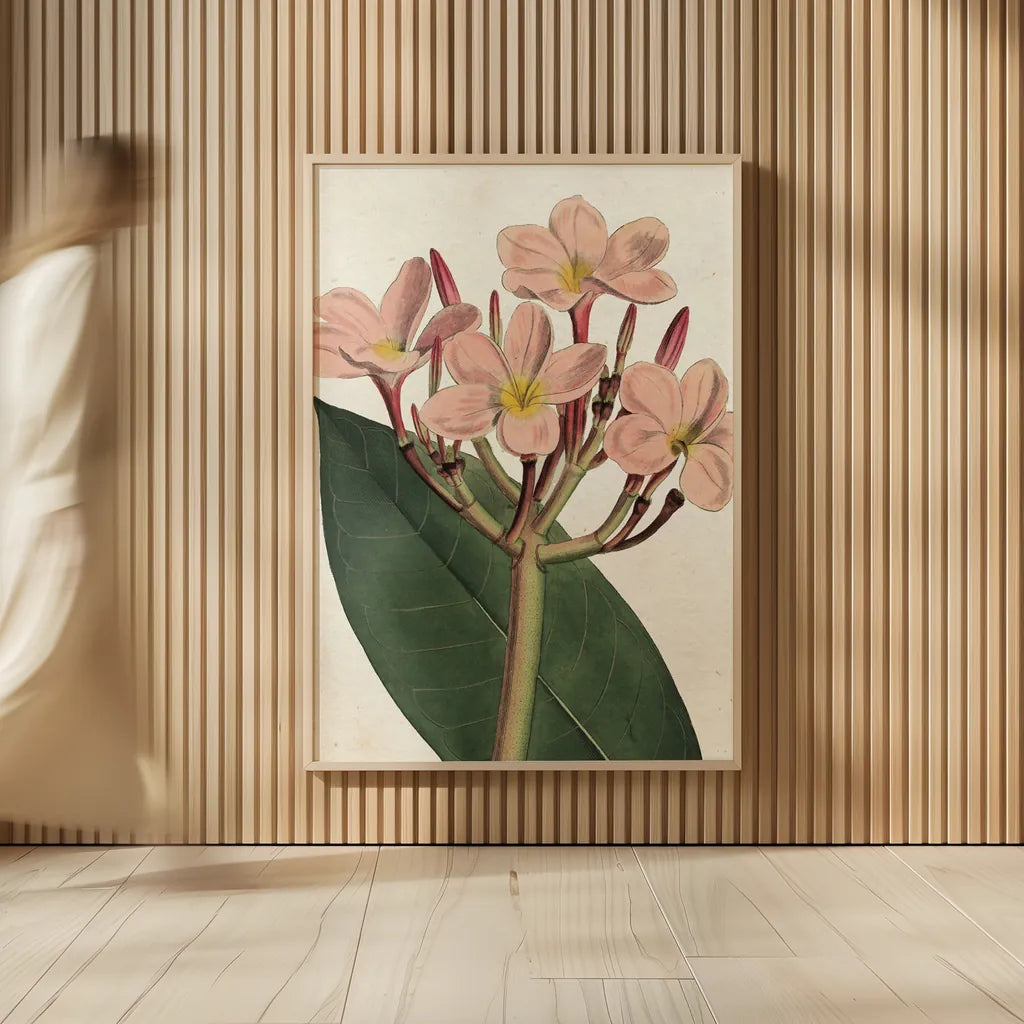 Pink Phlox Botany No Words by Sue Schlabach. shown as over sized large wall art. Available as an archival giclee rolled canvas, fine art paper, or poster print. SKU 44797h.