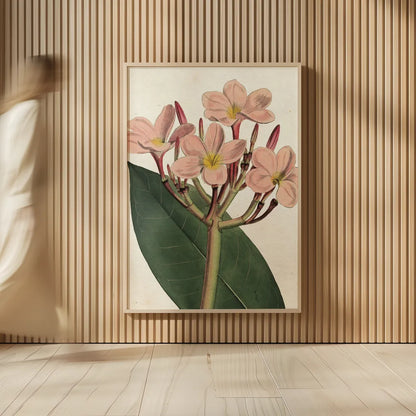 Pink Phlox Botany No Words by Sue Schlabach. shown as over sized large wall art. Available as an archival giclee rolled canvas, fine art paper, or poster print. SKU 44797h.
