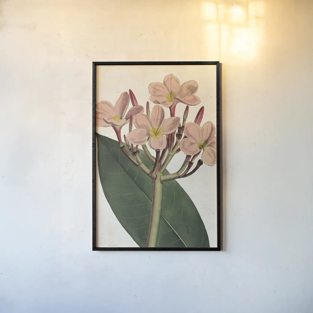 Pink Phlox Botany No Words by Sue Schlabach. shown as a paper print in a black flame. Available as a archival giclee rolled canvas, fine art paper, or poster print. SKU 44797h.