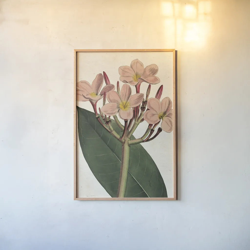 Pink Phlox Botany No Words by Sue Schlabach. shown as a paper print in a natural frame. Available as a archival giclee rolled canvas, fine art paper, or poster print. SKU 44797h.