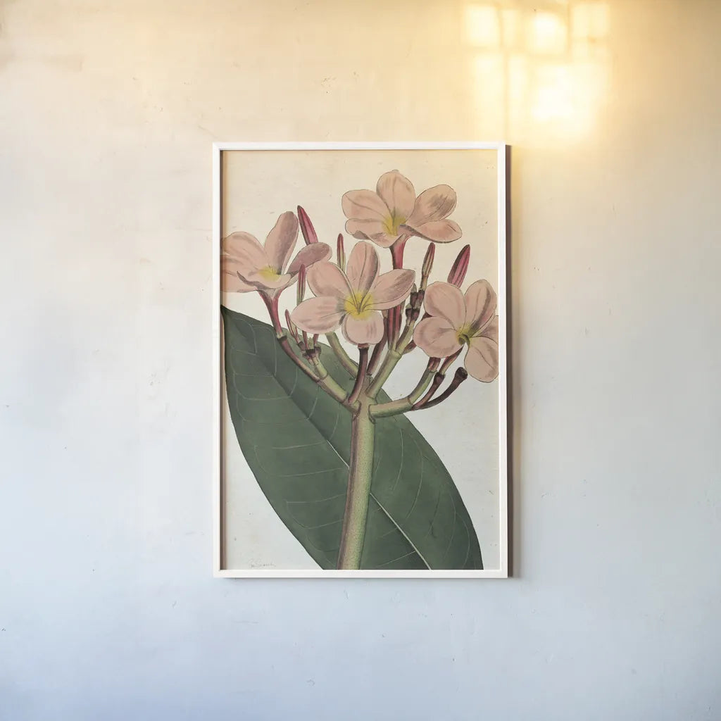 Pink Phlox Botany No Words by Sue Schlabach. shown as a paper print in a white frame. Available as a archival giclee rolled canvas, fine art paper, or poster print. SKU 44797h.