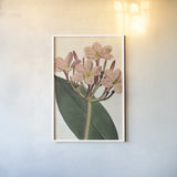 Pink Phlox Botany No Words by Sue Schlabach. shown as a paper print in a white frame. Available as a archival giclee rolled canvas, fine art paper, or poster print. SKU 44797h.