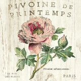 Pivione de Printemps Sq by Sue Schlabach. SKU 13398a. Archival Giclee Fine art print for wall decor.