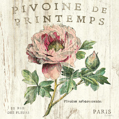 Pivione de Printemps Sq by Sue Schlabach. SKU 13398a. Archival Giclee Fine art print for wall decor.