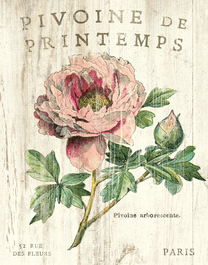 Pivoine de Printemps by Sue Schlabach