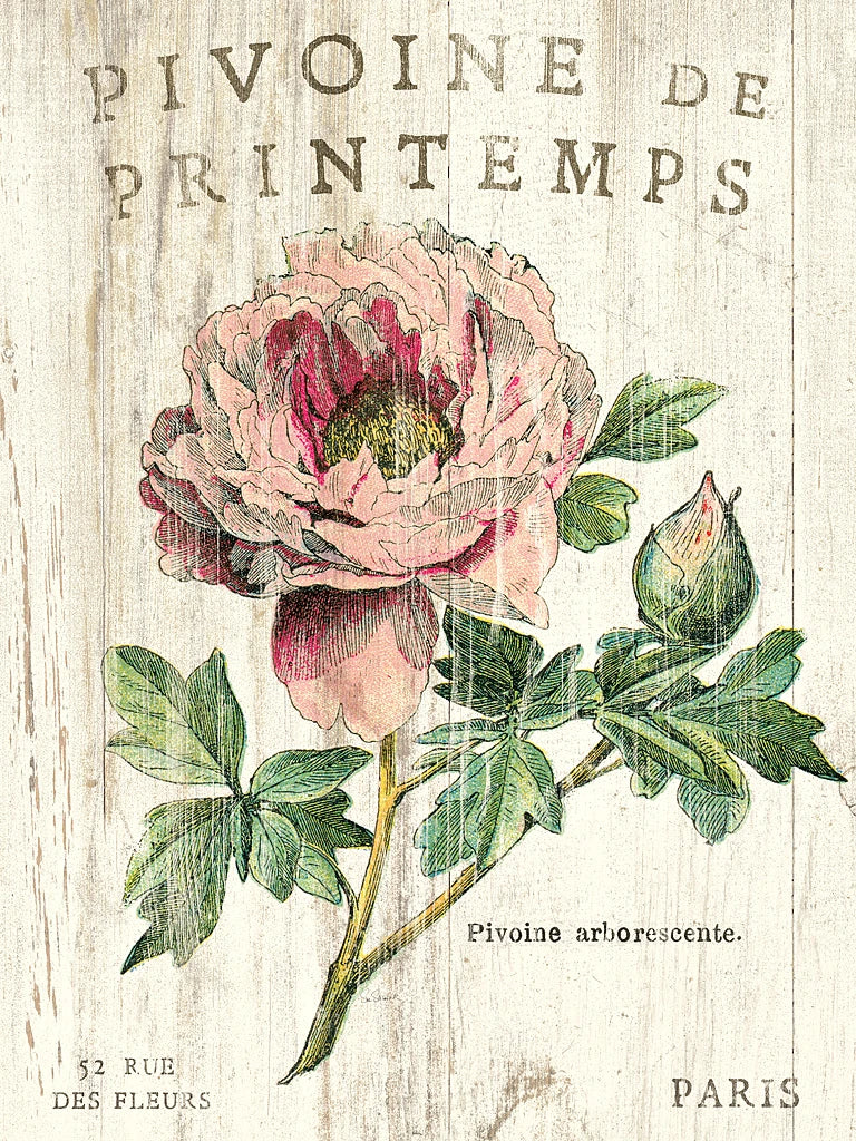 Pivoine de Printemps by Sue Schlabach