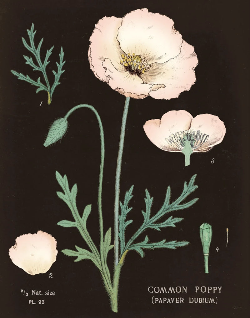 Poppy Chart Cool by Sue Schlabach