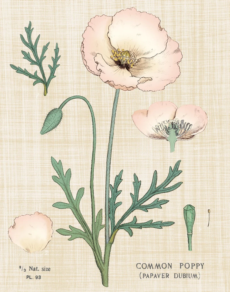 Poppy Chart Linen by Sue Schlabach