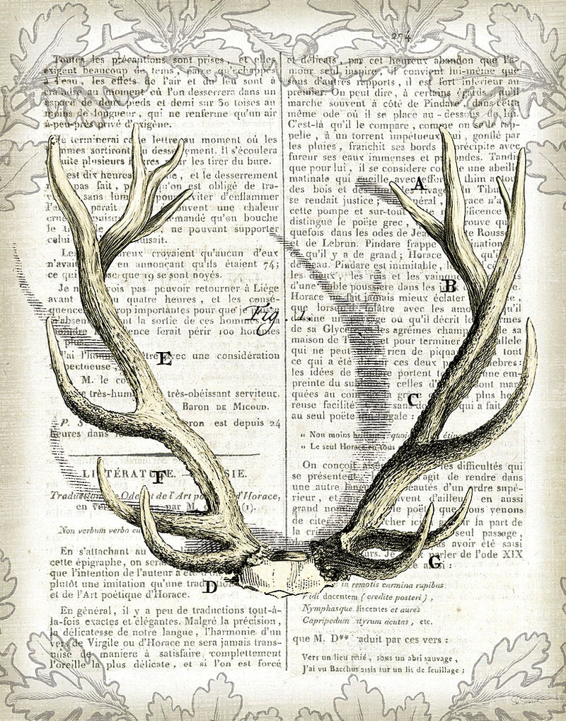 Regal Antlers on Newsprint I by Sue Schlabach