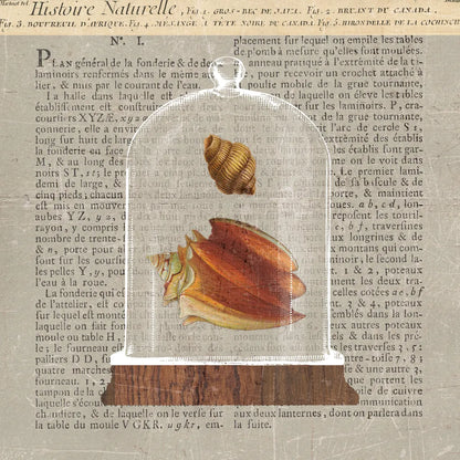 Shell Under Glass Newsprint II by Sue Schlabach. SKU 44731a. Archival Giclee Fine art print for wall decor.