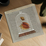 Shell Under Glass Newsprint II by Sue Schlabach. Shown as a detailed flat fine art print, highlighting archival giclee quality. Available as an archival giclee rolled canvas, fine art paper, or poster print. SKU 44731a.