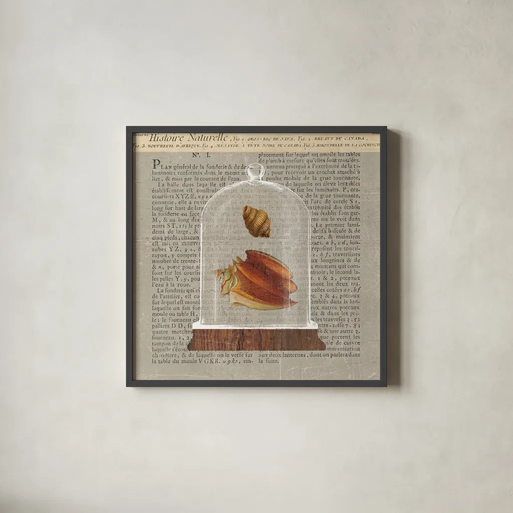 Shell Under Glass Newsprint II by Sue Schlabach. Shown in a sleek black glass frame for a contemporary gallery look. Available as an archival giclee rolled canvas, fine art paper, or poster print. SKU 44731a.