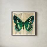 Silk Butterfly II No Border by Sue Schlabach. Shown in a sleek black glass frame for a contemporary gallery look. Available as an archival giclee rolled canvas, fine art paper, or poster print. SKU 44505a.