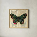 Silk Butterfly III No Border by Sue Schlabach. Shown in a natural wood glass frame for a timeless modern aesthetic. Available as an archival giclee rolled canvas, fine art paper, or poster print. SKU 44506a.