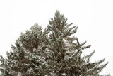 Snow on Treetops by Sue Schlabach. SKU 60939i. Archival Giclee Fine art print for wall decor.