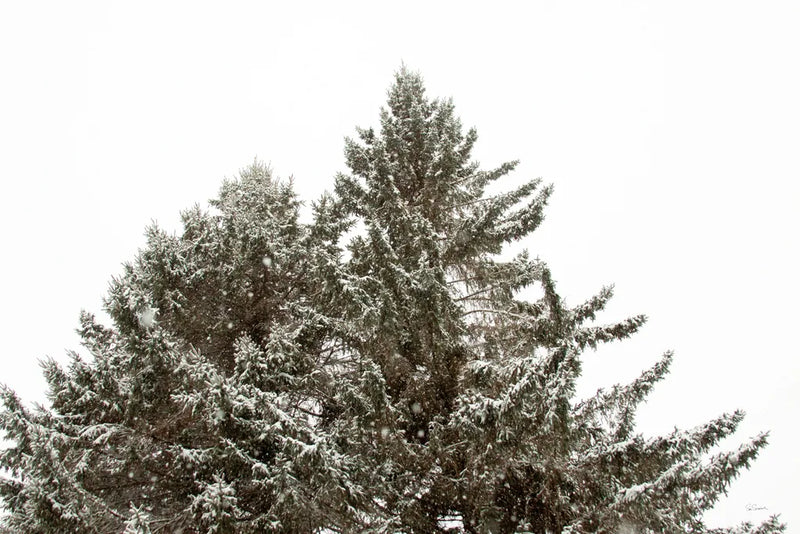 Snow on Treetops by Sue Schlabach. SKU 60939i. Archival Giclee Fine art print for wall decor.