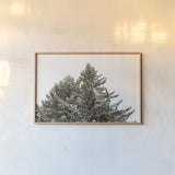 Snow on Treetops by Sue Schlabach. shown as a paper print in a natural frame. Available as a archival giclee rolled canvas, fine art paper, or poster print. SKU 60939i.