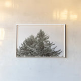 Snow on Treetops by Sue Schlabach. shown as a paper print in a white frame. Available as a archival giclee rolled canvas, fine art paper, or poster print. SKU 60939i.