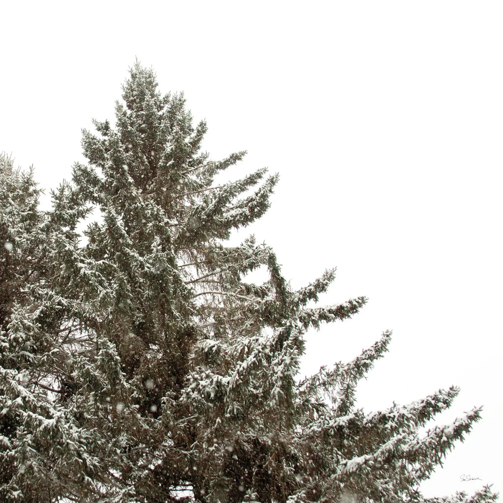 Snow on Treetops Crop by Sue Schlabach. SKU 60939a. Archival Giclee Fine art print for wall decor.