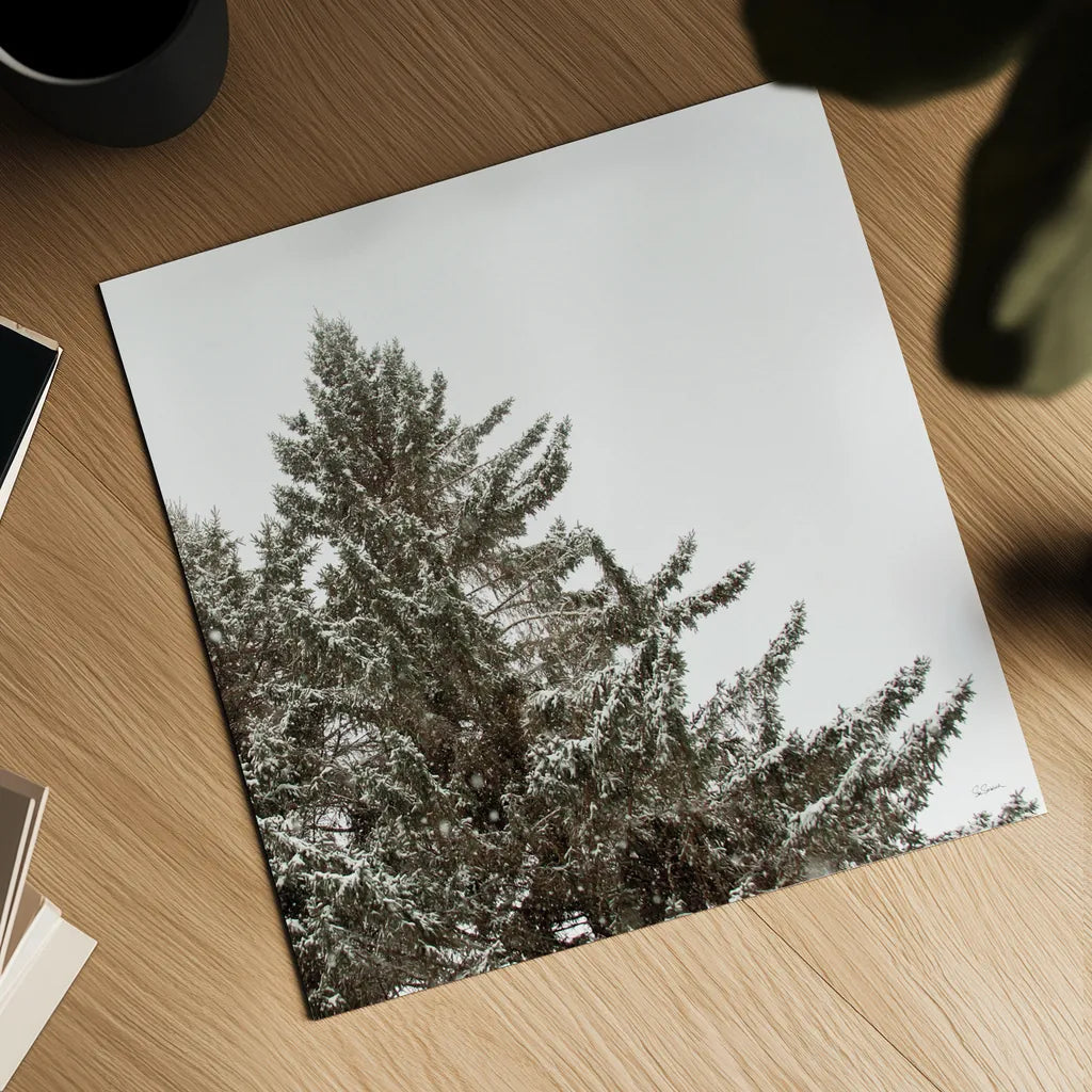 Snow on Treetops Crop by Sue Schlabach. Shown as a detailed flat fine art print, highlighting archival giclee quality. Available as an archival giclee rolled canvas, fine art paper, or poster print. SKU 60939a.