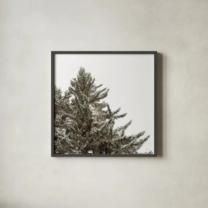 Snow on Treetops Crop by Sue Schlabach. Shown in a sleek black glass frame for a contemporary gallery look. Available as an archival giclee rolled canvas, fine art paper, or poster print. SKU 60939a.
