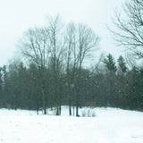 Snowfall by Sue Schlabach. SKU 60938a. Archival Giclee Fine art print for wall decor.