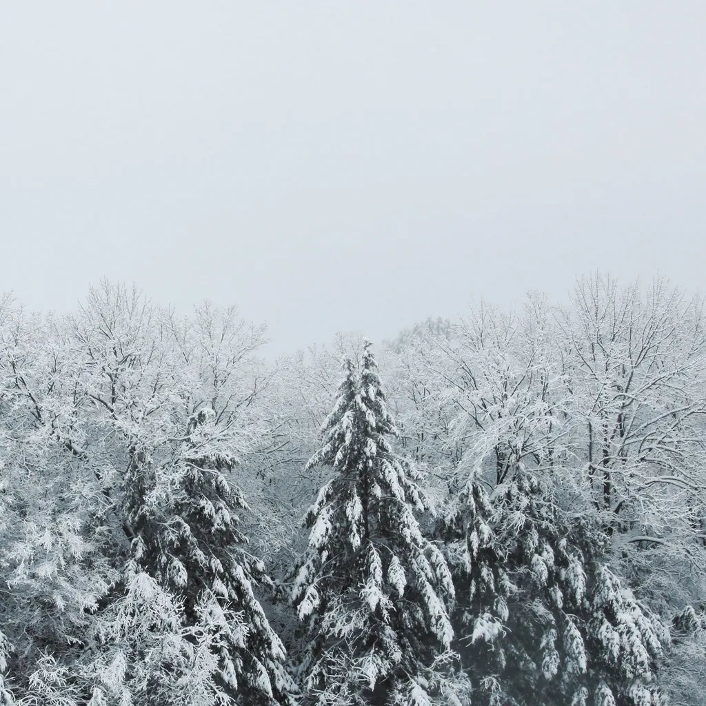 Snowshoe Hill Deep Crop by Sue Schlabach. SKU 75781a. Archival Giclee Fine art print for wall decor.