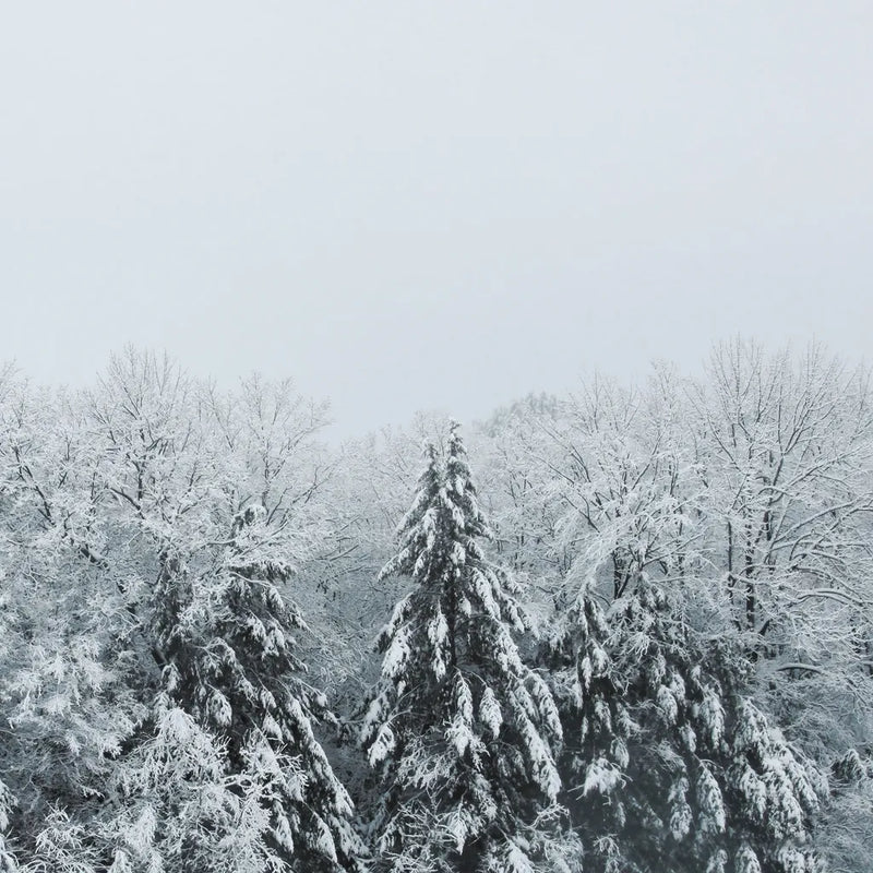 Snowshoe Hill Deep Crop by Sue Schlabach. SKU 75781a. Archival Giclee Fine art print for wall decor.