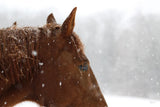 Snowy Caleb by Sue Schlabach. SKU 60936i. Archival Giclee Fine art print for wall decor.