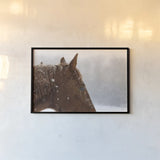 Snowy Caleb by Sue Schlabach. shown as a paper print in a black flame. Available as a archival giclee rolled canvas, fine art paper, or poster print. SKU 60936i.